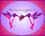 Hummingbird Graphic